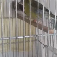 سهره سبز.رسمی.دورگ