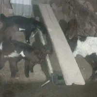 بز بزغاله|حیوانات مزرعه|سیدآباد, |دیوار