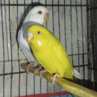 4 جفت مرغ عشق هلندی چشم شرابی سفید ،زرد