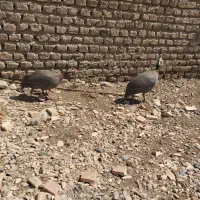 مرغ شاخدار