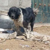 لاس ۲ساله گله ای قدرجونی خالص دهن پاک فی۲۲