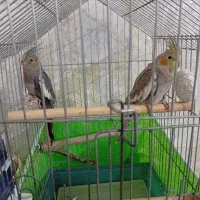 عروس هلندی