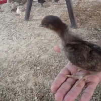 فروش جوجه محلی