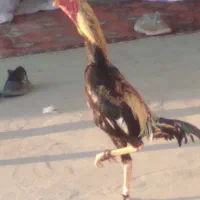 جوجه محلی و بقلمون و مرغ خروس لاری
