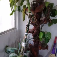 درخت باربسیارخوشگل قشنگ فقط 2/800