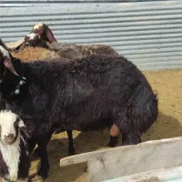 قوچ قزل پوست گاوی بلندوکشیده