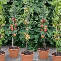 آلبالو مجاری گیلاس تکدانه مشهد شلیل مغان