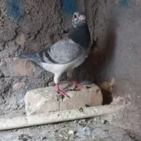 دو عدد نر پریده