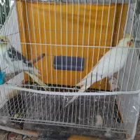 عروس هلندی|پرنده|تربت‌حیدریه, شهرک ولیعصر|دیوار