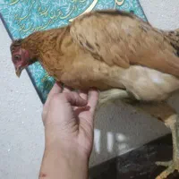 نمیچه مرغ و خروس