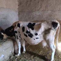 گاو سراب|حیوانات مزرعه|زنجانرود, |دیوار