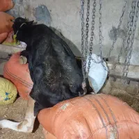 گاو|حیوانات مزرعه|سرپل ذهاب, |دیوار