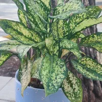 انواع گل|گل و گیاه طبیعی|بیرجند, |دیوار