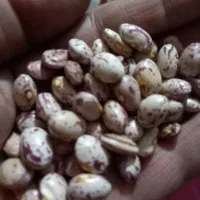 فروش لوبیا چیتی، قرمز، کپه، خرد و آشی|خوردنی و آشامیدنی|شیراز, میانرود|دیوار