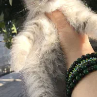 توله گربه نژاددار