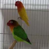 طوطی کوتوله ، عروس هلندی ، گرینچیک