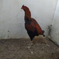 خروس لاری ترک و برزیلی|حیوانات مزرعه|ملکان, |دیوار