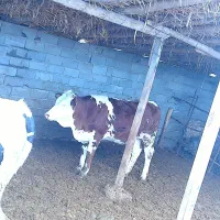 یک عدد گوساله سمیتال