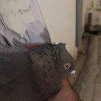 سلام نرو ماده|پرنده|خرامه, |دیوار