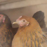 دو عدد مرغ پا پر تخم گذار