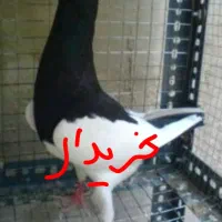 یهودی سیاه .قهویی ماده