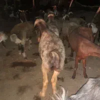 فروش۶راس میش وشیشک ترکی داشتی و بز