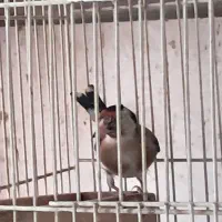 ۶عدد سهره نر جونه