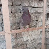 250.000|پرنده|کاشان, اراضی فتح المبین (محمدیه)|دیوار