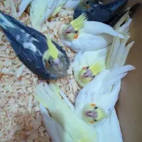 عروس هلندی سرلاکی نرمخور نر ماده دستی نیم دستی