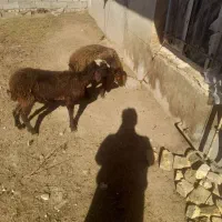 بره ماده|حیوانات مزرعه|باغ حلی, |دیوار