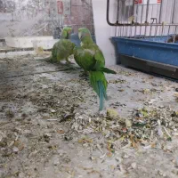 طوطی ملنگو