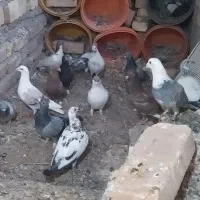 ۲۵تا کفتر رنجر بشرط