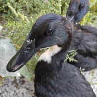 اردک 5ماهه