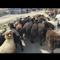 پخش گوسفند زنده