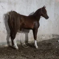 اسب نریان کرد