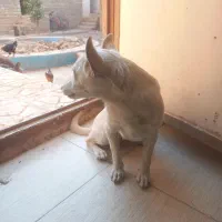 اشپیتز روباهی|سگ|یزد, |دیوار