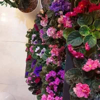 بنفشه آفریقایی