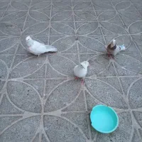 س طوق کبوتر