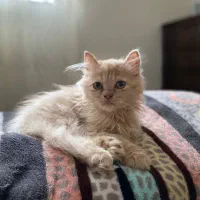گربه پرشین خالص
