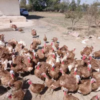 بوقلمون جوان هنوز یه سالم نشدن کیلویی 300|حیوانات مزرعه|قزوین, |دیوار
