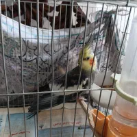 طوطی عروس نر یک ساله نیم اهلی