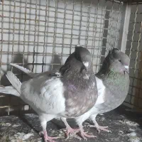 کفتر|پرنده|تهران, دولاب|دیوار