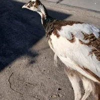 طاووس ابلق هندی