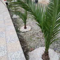 انجام باغبانی هرس گلکاری کود سمپاشی شخم زدن باغبان|خدمات باغبانی و درختکاری|رامسر, |دیوار