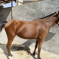 فروش اسب مادیان اصیل کره بند|اسب و تجهیزات اسبسواری|برازجان, |دیوار