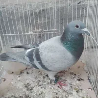 معاوضه یافروش|دوربین عکاسی و فیلمبرداری|برازجان, |دیوار