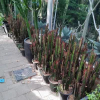 کاکتوس وگیاهان آپارتمانی|گل و گیاه طبیعی|مشهد, شهرک صنعتی توس|دیوار