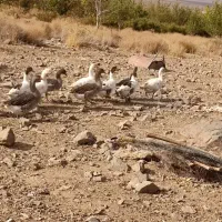 غاز نگهبان|حیوانات مزرعه|جیرفت, |دیوار