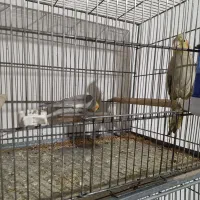 عروس هلندی مولد|پرنده|کرج, آق تپه|دیوار