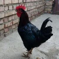 خروس سیاه جوان|حیوانات مزرعه|ماکو, |دیوار